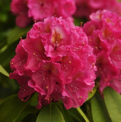 Rhododendron rose vif 