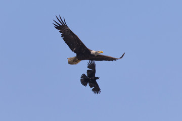 Bald eagle flying while fighting with crows, seen in the wild in  North California