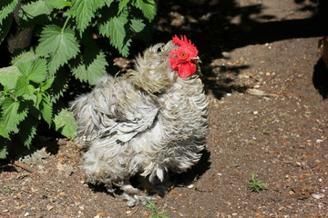 Lavender frizzle pekin Bantam