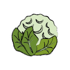 cauliflower vegetable natural vector icon illustration graphic design