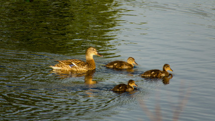 Duck and ducklings in pond.
