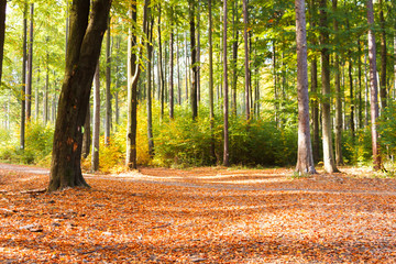 Jesienna scena w lesie