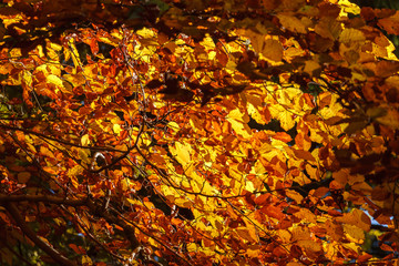 liście na drzewie jesień - obrazy, fototapety, plakaty