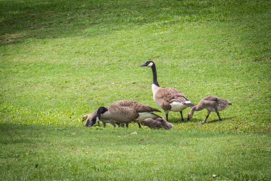 Goose, Gander and Gosling: Goose, Gander and Gosling graze in grass.