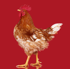 Brown rooster on red background, live chicken, one closeup farm animal