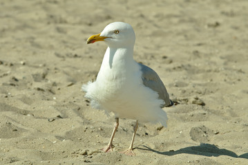 Seagull on the beach