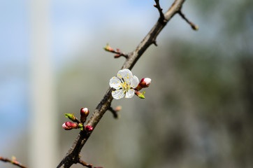 Branch of the blossoming apricot tree