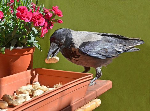 cornacchia con arachide nel becco
