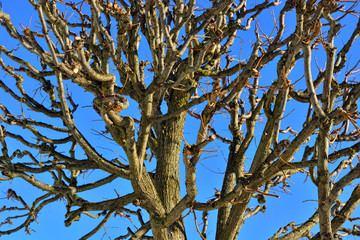 Top of the winter tree without leaves.