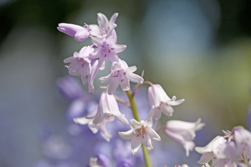 Pinkbells Close-up