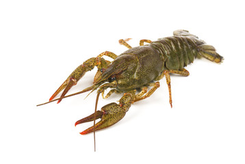 Live crayfish isolated on white background