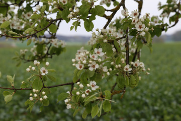 Spring flowering / Spring flowering of fruit trees