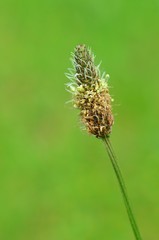 Obraz premium Spitzwegerich, Blüte