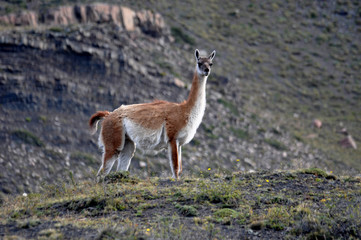 Guanaco (Lama guanicoe) at Torres del Paine national park