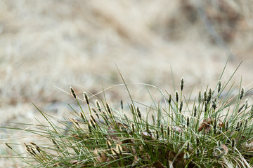 Tussock cottongrass flowering