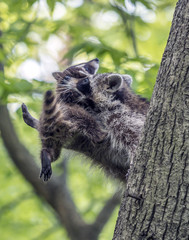 Racoon in tree with baby