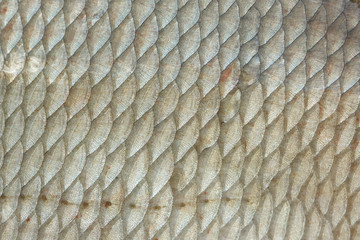 Bream fish scales