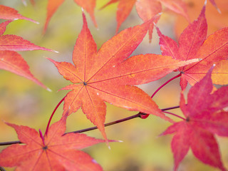 Autumn in the forest