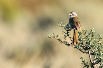 Coludo Grande (Emberizoides herbicola)