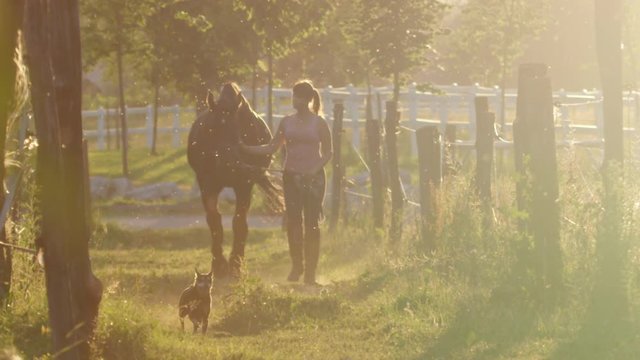 SLOW MOTION DOF: Silhouetted girl leading stunning horse from field to the stable on golden light evening. Small dog following their way between the fences. Young woman working on farmhouse at sunset"