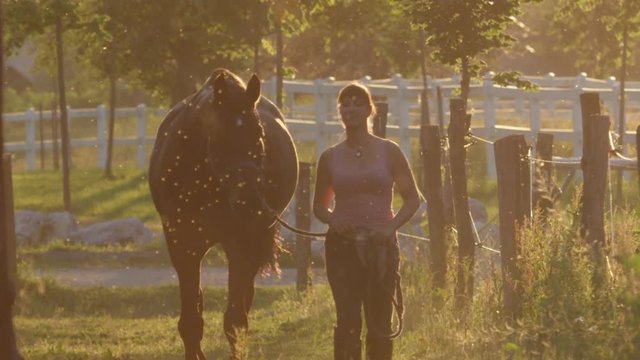 SLOW MOTION DOF: Girl leading stunning horse between the corrals from the field to the stable on golden light evening. Young woman on working vacations on idyllic farmhouse at gorgeous summer sunset"