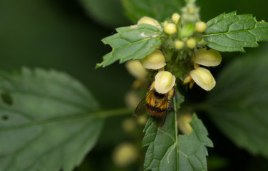 Bee on the flower