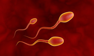 Three competing spermatozoa. Movement of spermatozoa through the fallopian tubes. Sperm, fertilization. 3D illustration.