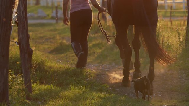 SLOW MOTION, DOF: Rear view of a girl taking stunning horse from the stable to the field on golden light morning. Small dog following their way between the corrals. Female farmer working on farmhouse