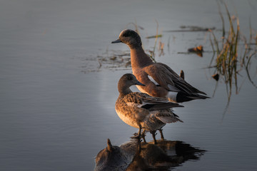 two ducks with reflection 