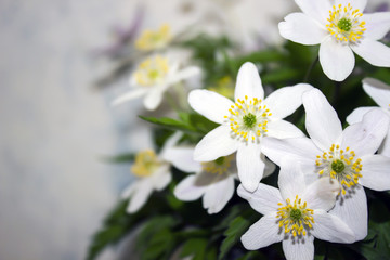 Windmill (Anemone) flower - bouquet close-up