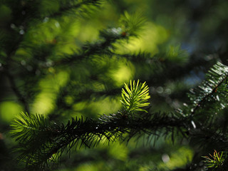 Coniferous tree branch lit by sun close-up