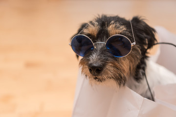 Crazy little dog in paper bag