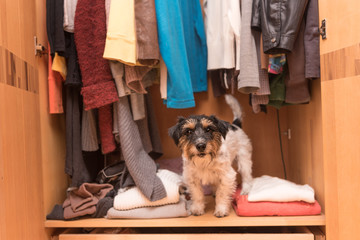 Dog in the wardrobe - jack russell terrier