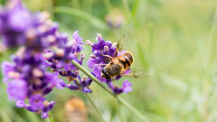 Biene auf einem Lavendelzweig