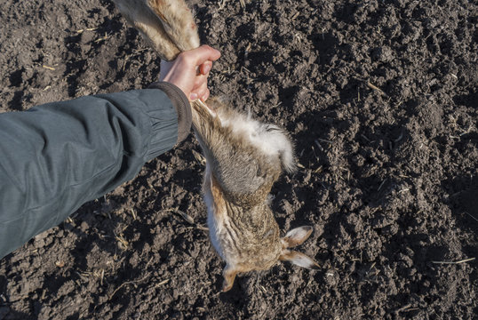 Dead rabbit at the end of the game