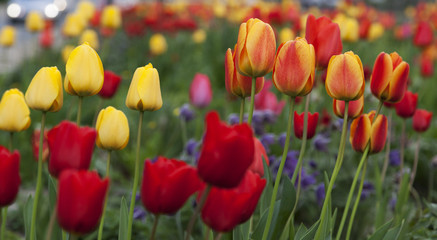 Spring tulipans background