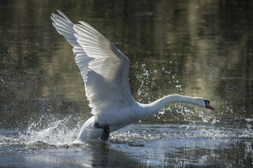 Swan Taking Off