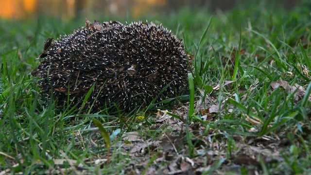 Wild Hedgehog woke up. Funny prickly hedgehog curled up in a ball on the grass in the forest. European and Eurasian hedgehogs. Fantastic nature - a place of life of  mammals.