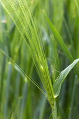 Detail of green Barley Spike