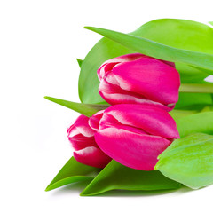 Naklejka premium Pink tulip flowers 