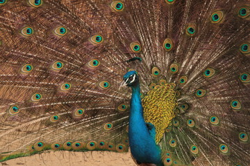 Naklejka premium Male Indian Blue Peafowl displaying