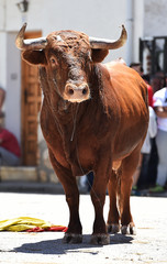 bull