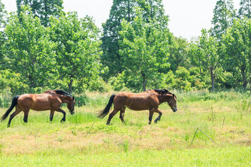 Horse on a green grass,country summer landscape
