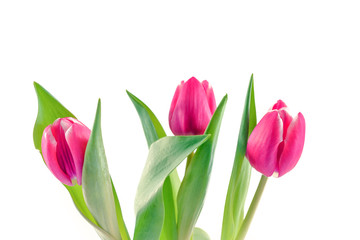 Pink tulip flowers 
