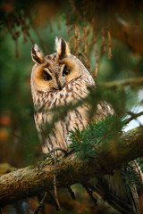 long-eared owl in forest