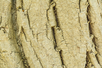 Texture of the bark of a very old tree