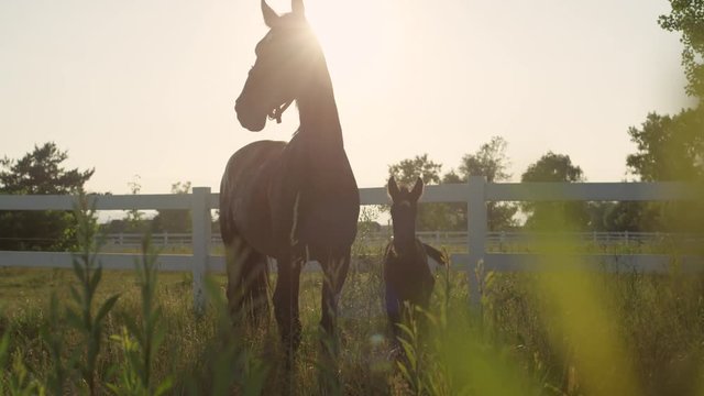 SLOW MOTION, CLOSE UP: Cute little baby foal hiding in safe shelter of his mother mare at gorgeous golden light sunset. Silhouette of a beautiful horse family on pasture field on farm ranch at sunrise