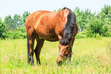 Fototapeta premium Horse eating grass in a meadow