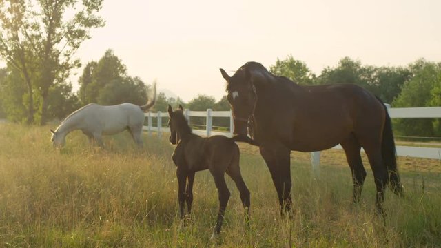 SLOW MOTION, CLOSE UP: Portrait of cute little baby foal and his mother mare standing in tall grass and running away at golden light sunset. Beautiful horse family on pasture field on ranch at sunrise