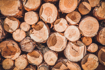 Fototapeta premium A pile of cut wood stump log texture